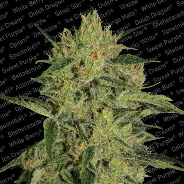 Nebula 11 CBD Feminised Cannabis Seeds | Paradise Seeds