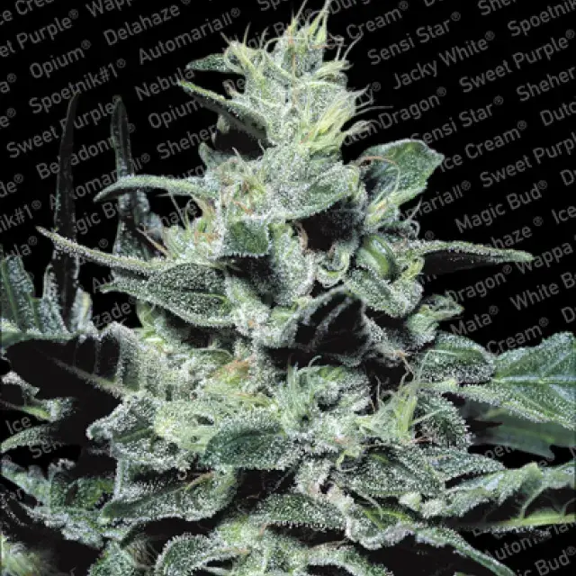 Nebula Feminised Cannabis Seeds | Paradise Seeds