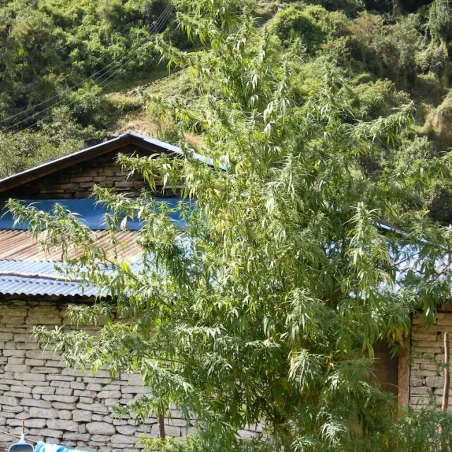 Nepal Annapurna Regular Cannabis Seeds | Ace Seeds