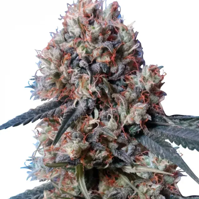 Nepal Jam x Kali China Feminised Cannabis Seeds | Ace Seeds