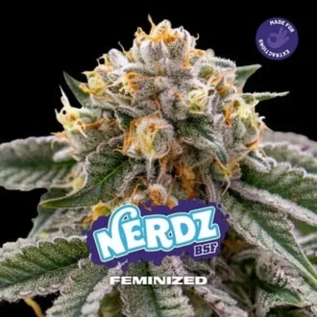 Nerdz Feminised Cannabis Seeds - BSF Seeds Feminised Cannabis Seeds - BSF Seeds