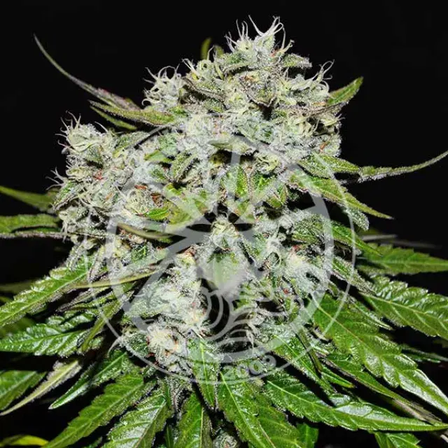 Neville's Rose Auto Feminised Cannabis Seeds | Delicious Seeds.