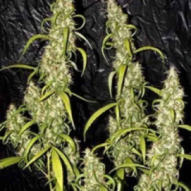 Neville's Haze Regular Cannabis Seeds | Mr Nice Seed