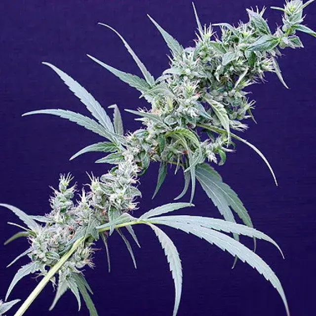 Neville's Haze x Mango Regular Cannabis Seeds | Mr Nice Seed