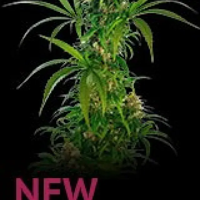 Michka Feminised Cannabis Seeds | Sensi Seeds 
