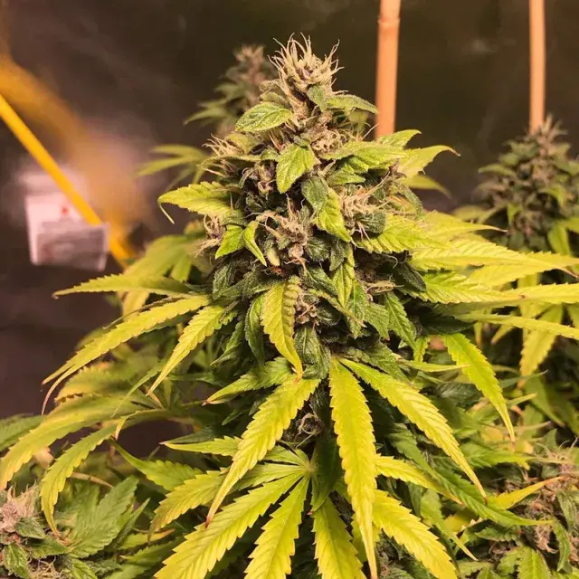 Nightcrawler OG Feminised Cannabis Seeds  | Top Shelf Elite