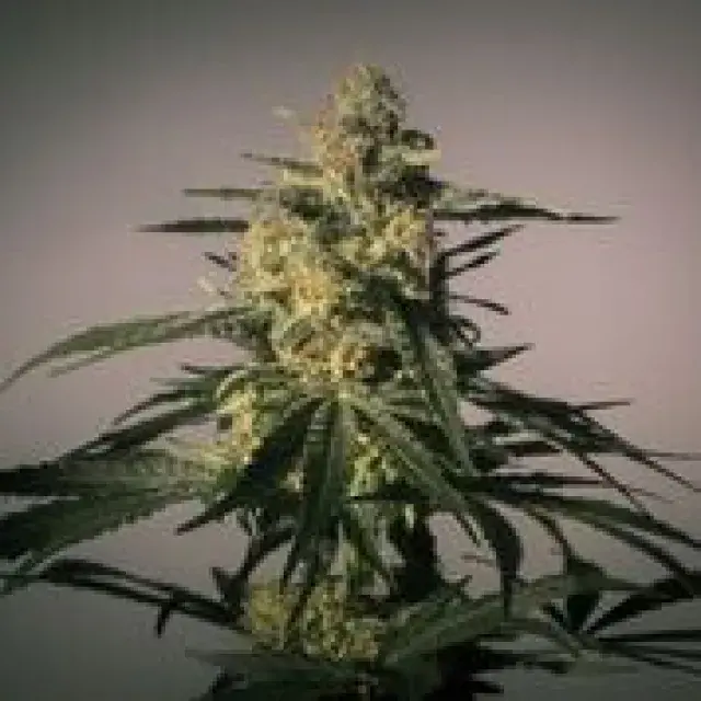 Nightingale Feminised Cannabis Seeds | MM Genetics