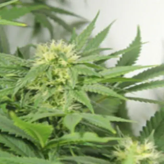 Nordle Regular Cannabis Seeds | Mr Nice Seeds