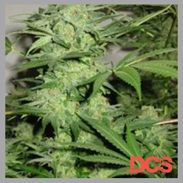 Northern Light Special Regular Cannabis Seeds | KC Brains Seeds