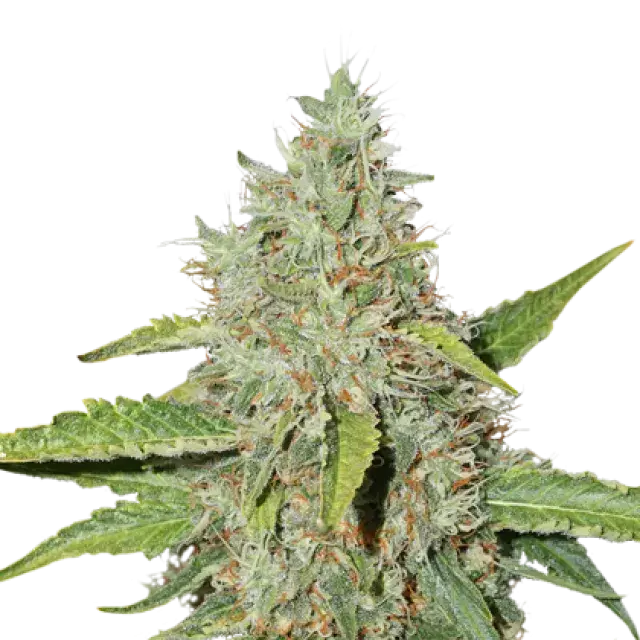 Northern Lights Auto Feminised Cannabis Seeds | Seed Stockers