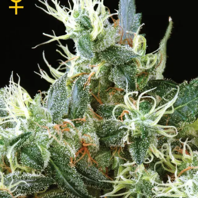 NL Automatic Feminised Cannabis Seeds | Green House Seeds