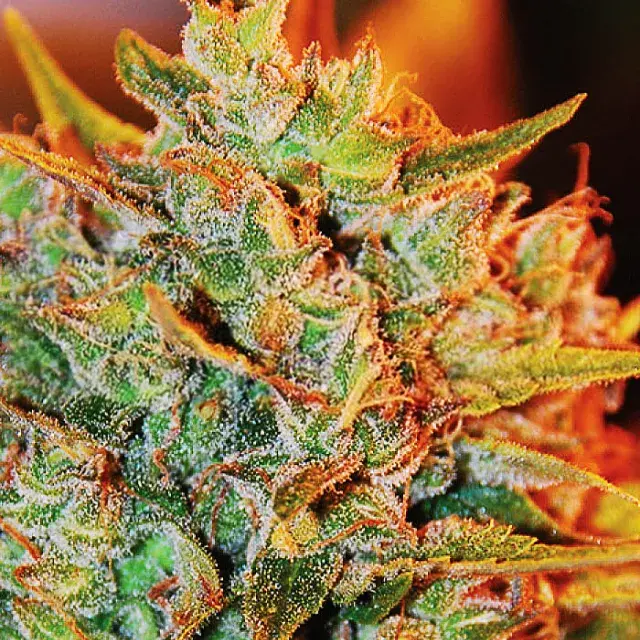 NL X Big Bud Auto Feminised Cannabis Seeds | Expert Seeds
