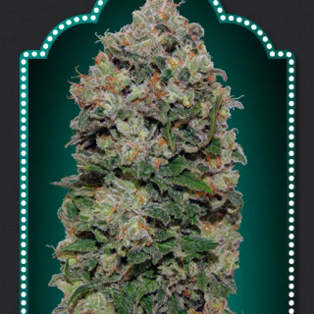 Northern Lights Feminised Cannabis Seeds | Expert Seeds