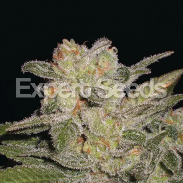 Northern Light Auto Feminised Cannabis Seeds | Expert Seeds