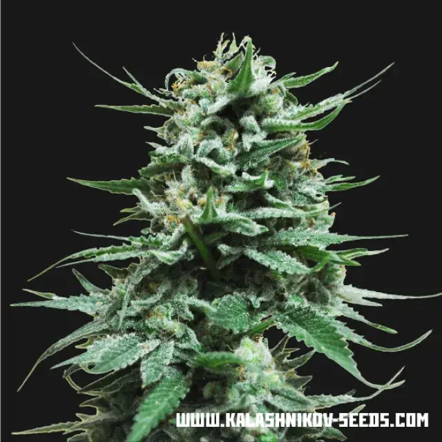 Northern Russian Auto Feminised Cannabis Seeds | Kalashnikov Seeds