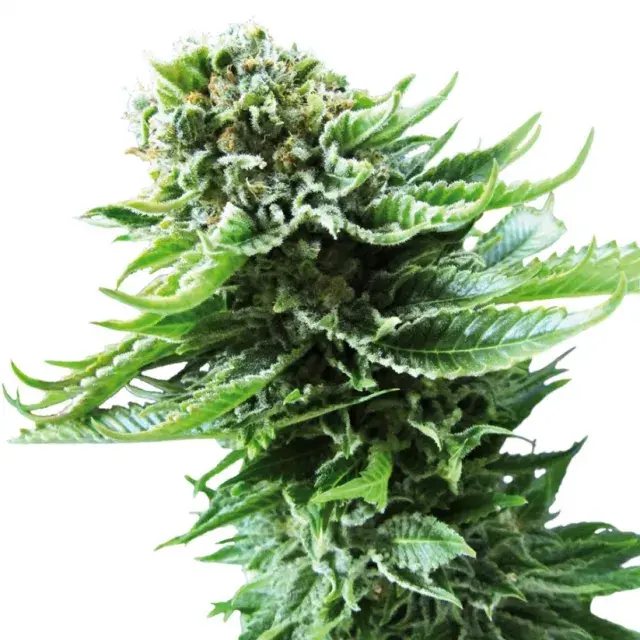 Northern Lights #5 Auto Feminised Cannabis Seeds | British Columbia 