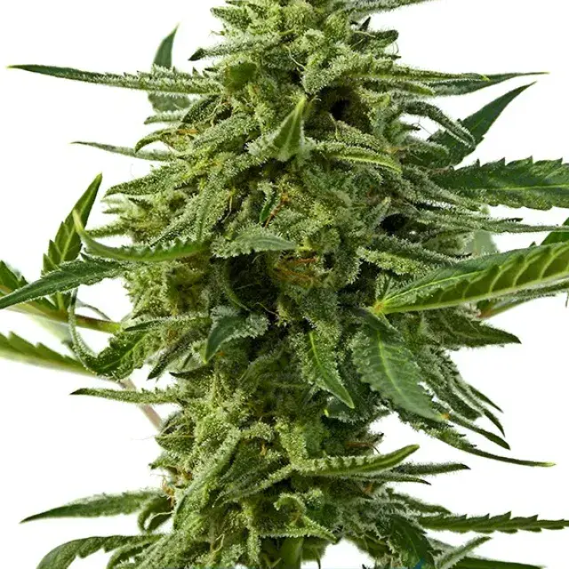 Northern Haze Express Auto Feminised Cannabis Seeds | Positronics