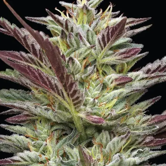 Notorious THC Feminised Cannabis Seeds - Humboldt Seed Company