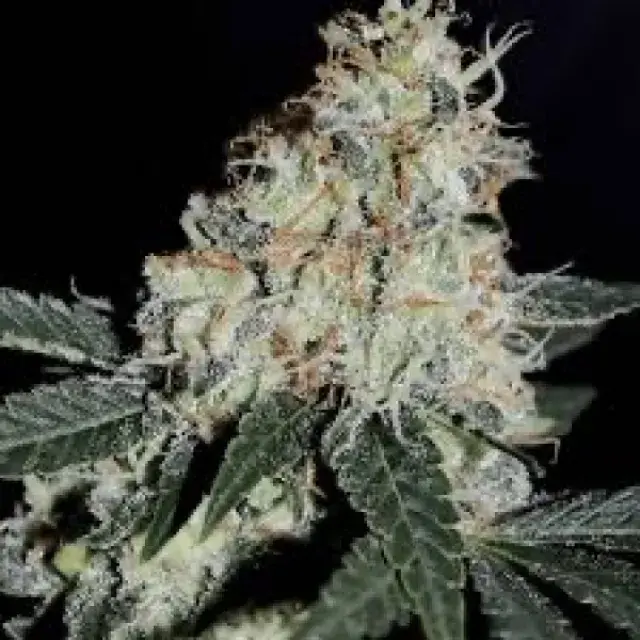 Notorious THC Regular Cannabis Seeds - Humboldt Seed Company