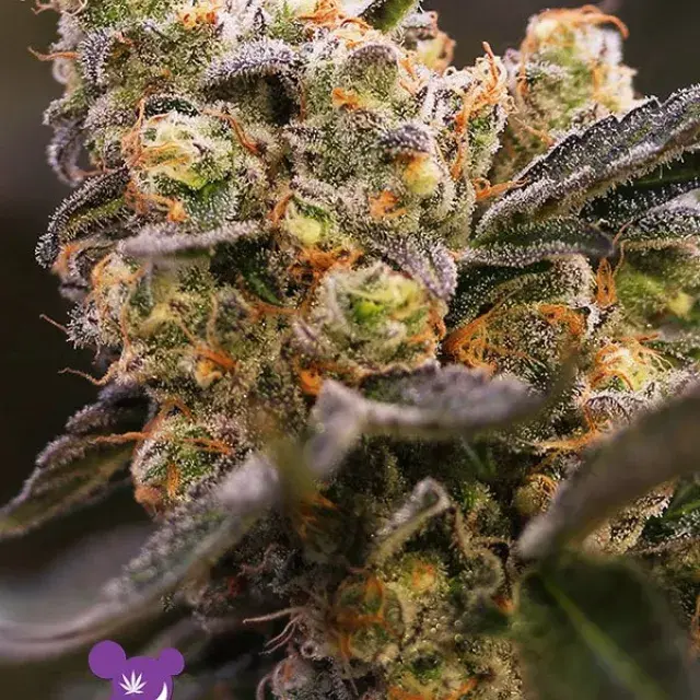 Nova OG Feminised Cannabis Seeds - Anesia Seeds
