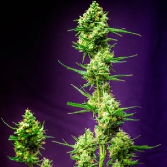 Nurse Jackie Regular Cannabis Seeds | TGA Seeds