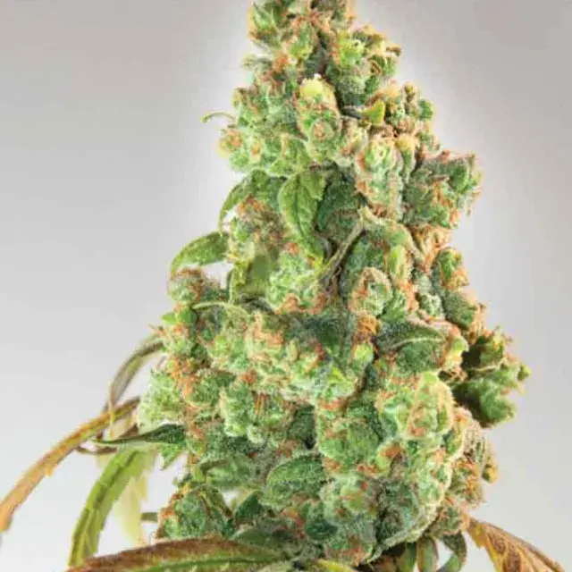 Nurse Lilly CBD Feminised Cannabis Seeds | Expert Seeds