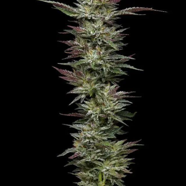 Nutter Budder Feminised Cannabis Seeds - Humboldt Seed Company