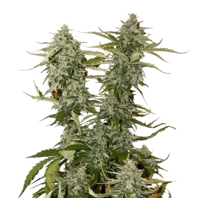 Candy Dawg Auto Feminised Cannabis Seeds | Seed Stockers