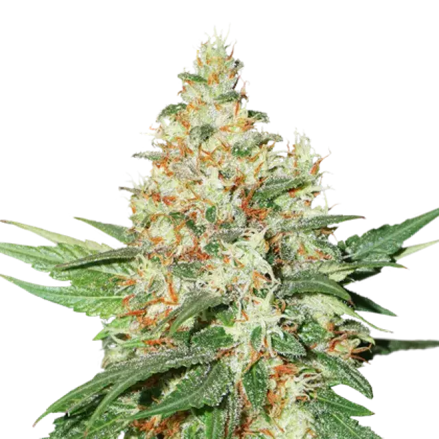 O.G. Kush Auto Feminised Cannabis Seeds | Seed Stockers