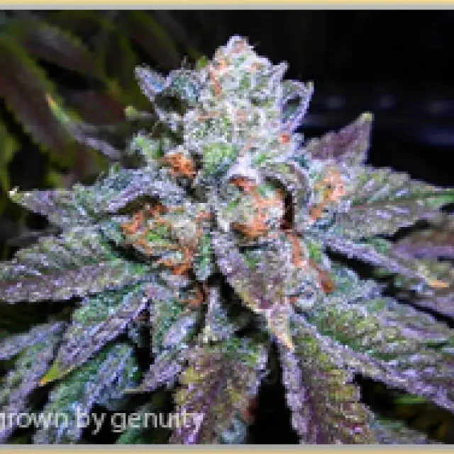 Gage Green OB Ripper Cannabis Seeds