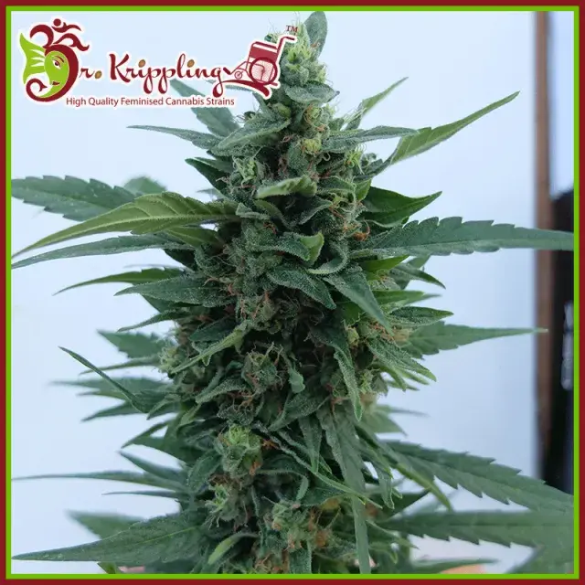 OG Kush Auto Feminised Cannabis Seeds | Dr Krippling 