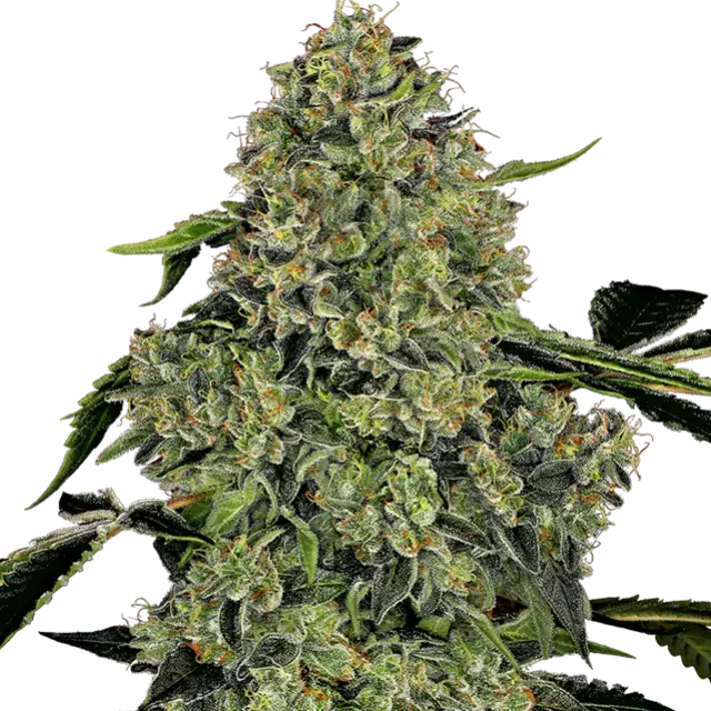 OG Kush Auto Feminised Cannabis Seeds | White Label Seed Company