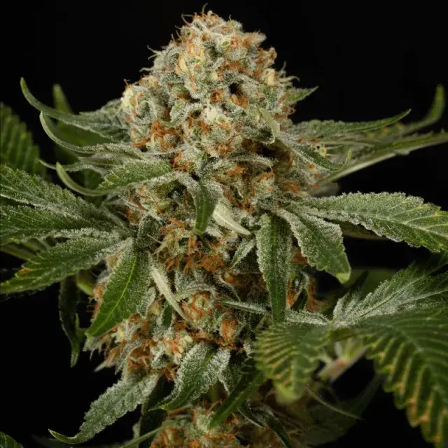 OG Kush Cannabis Seeds - Silent Seeds.