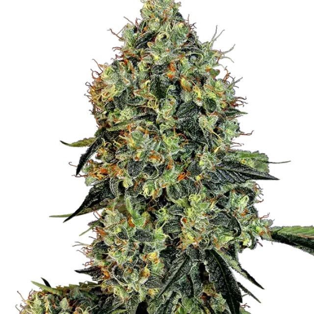 OG Kush Feminised Cannabis Seeds | White Label Seed Company