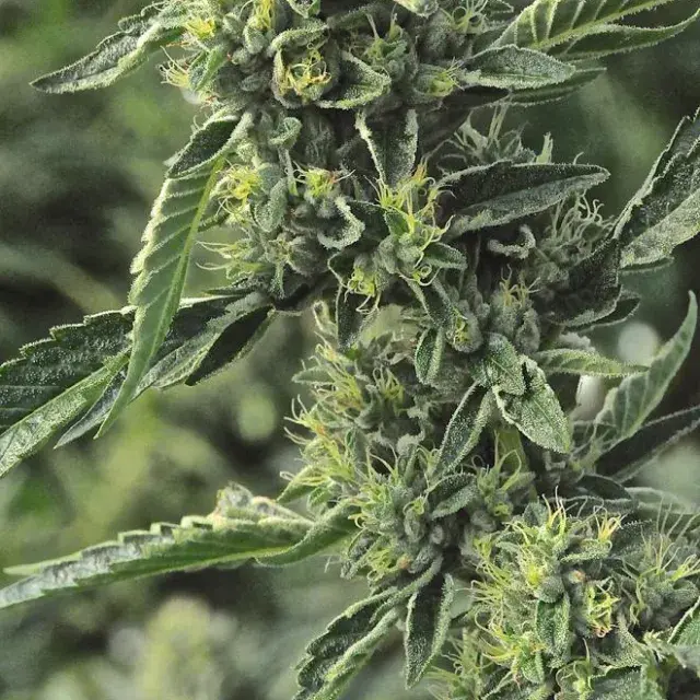 OG Kush Feminised Cannabis Seeds | Humboldt Seeds Organisation