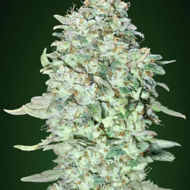 OG Kush SFV Feminised Cannabis Seeds | Advanced Seeds 