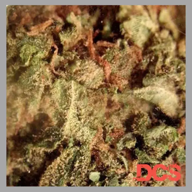 OG Kush Feminised Cannabis Seeds | Feminized Seeds