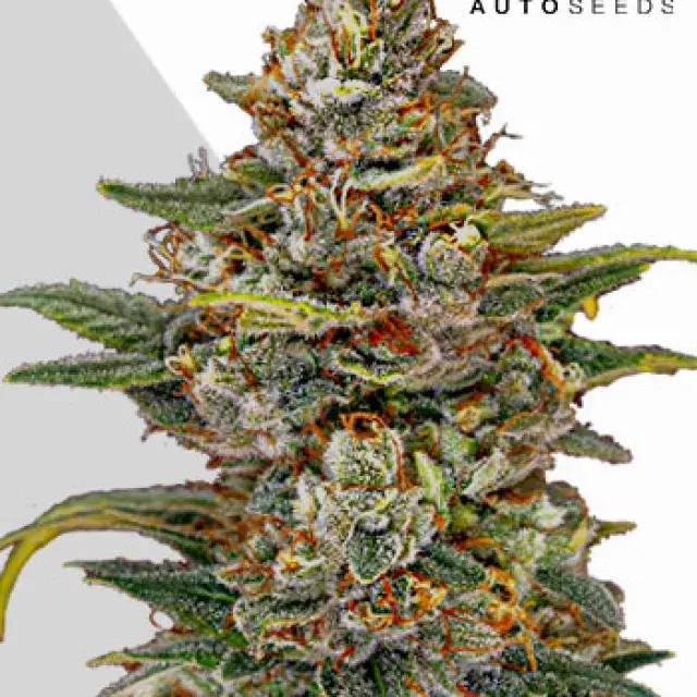 OG Kush Auto Cannabis Seeds | Auto Seeds.