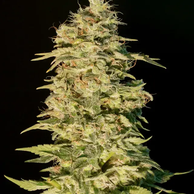 OG Lemon Bilbo Feminised Cannabis Seeds