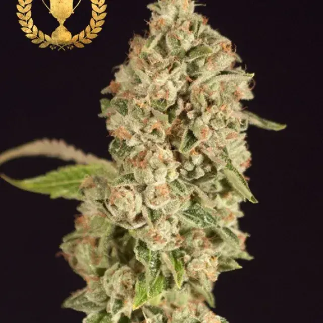 OG Reek'n Feminised Cannabis Seeds | Devil’s Harvest Seeds