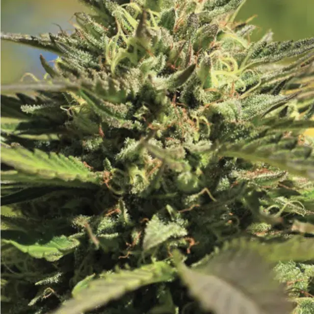 OG Kush Feminised Cannabis Seeds - Humboldt Seed Company