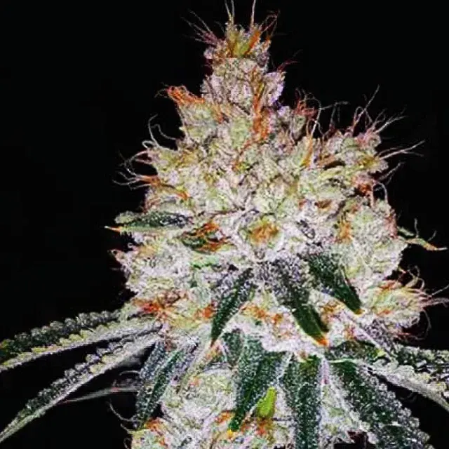 OGesus Auto Feminised Cannabis Seeds | Expert Seeds