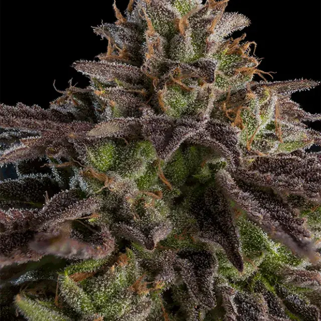 Kmintz Feminised Cannabis Seeds | Ripper Seeds
