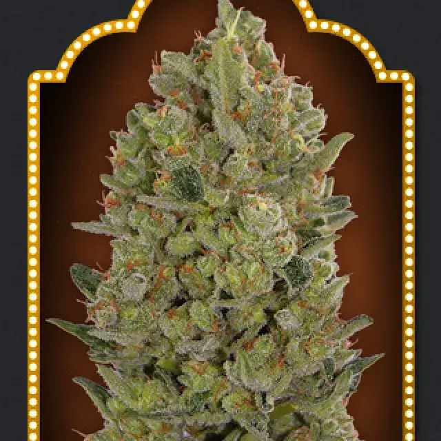 OO Hashchis Feminised Cannabis Seeds (Formerly OO Cheese) | OO Seeds