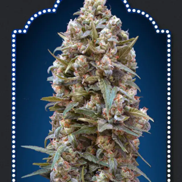 OO Kush Feminised Cannabis Seeds | OO Seeds