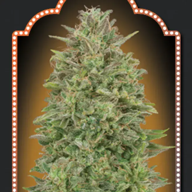 OO Skunk Feminised Cannabis Seeds | OO Seeds