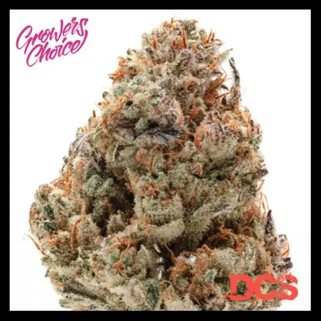 Octane Fire OG Feminised Cannabis Seeds - Growers Choice