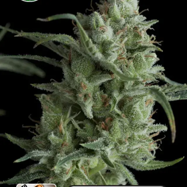 OG Kush Auto Feminised Cannabis Seeds | Kera Seeds