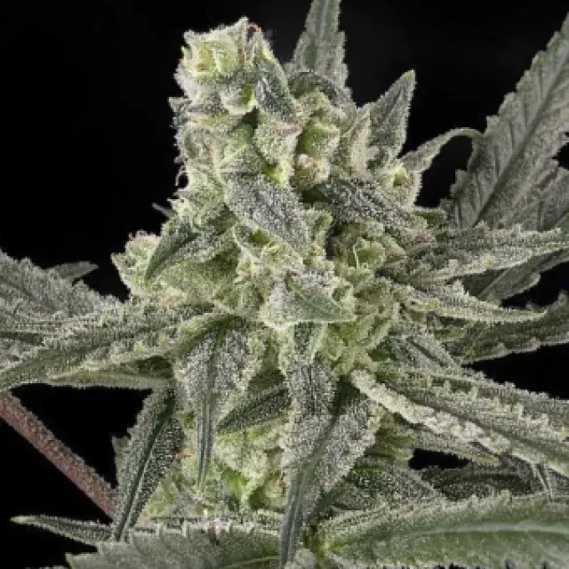 Old School Feminised Cannabis Seeds
