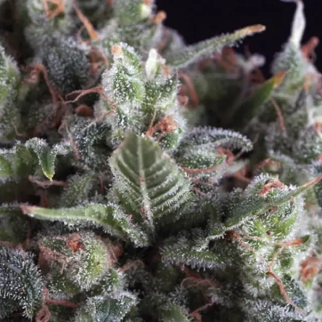 Olympia Feminised Cannabis Seeds | Pyramid Seeds